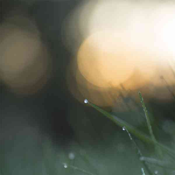 Purl - Stillpoint [SSCD17](2015)