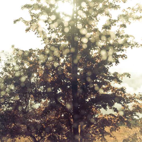 Ex Confusion - Embrace [CATMD196](2012)