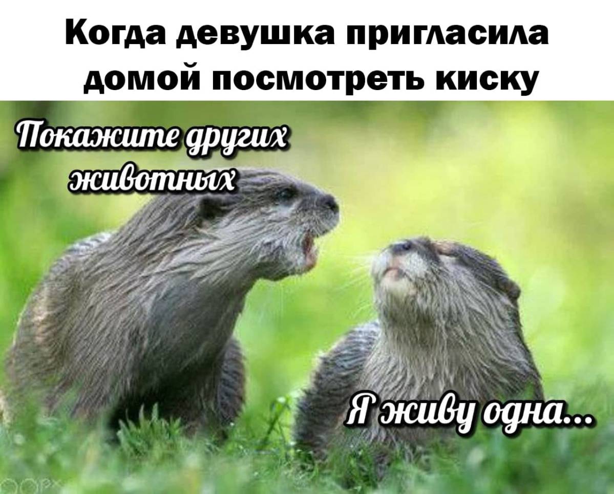 otter memes 002