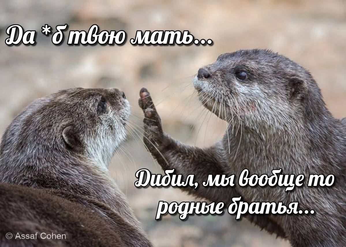 otter memes 004