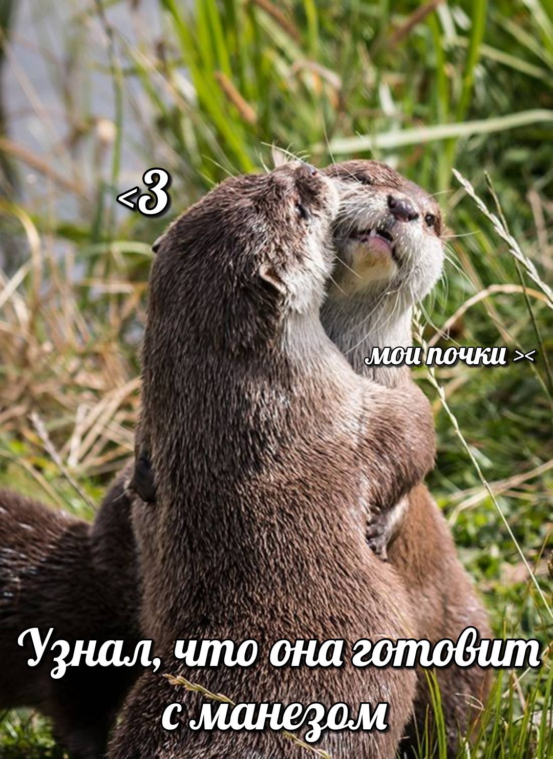 otter memes 005