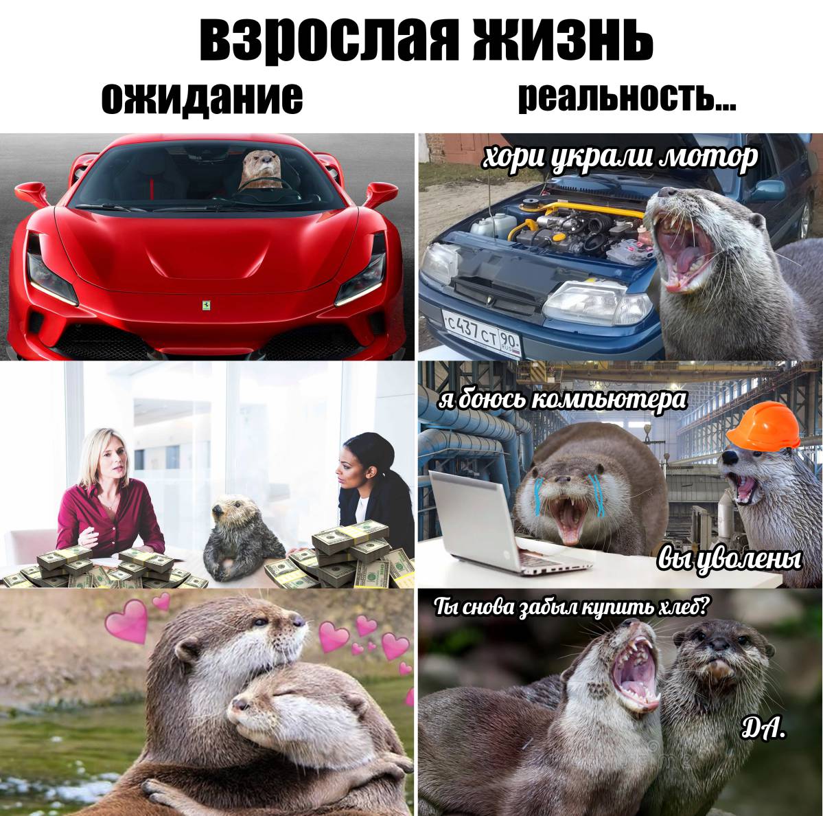 otter memes 015