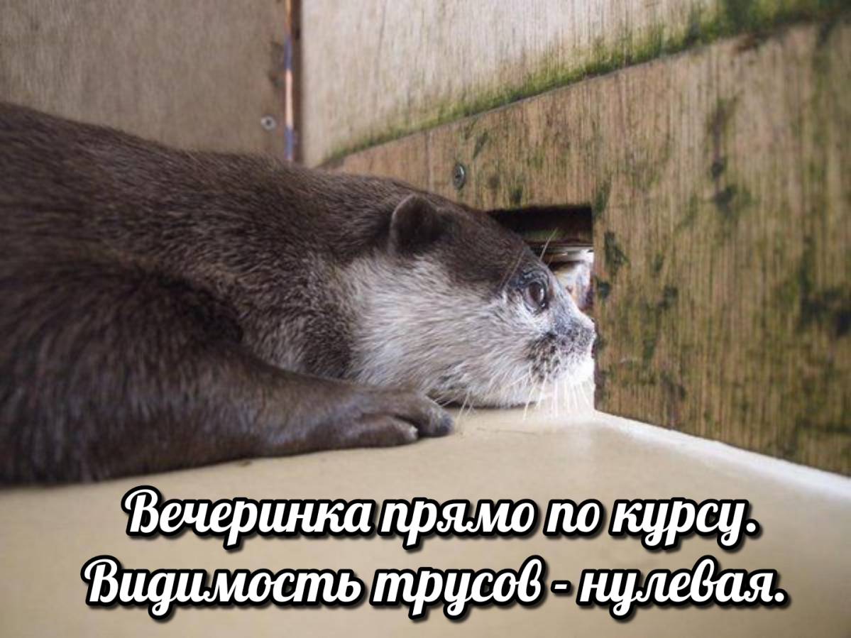 otter memes 018