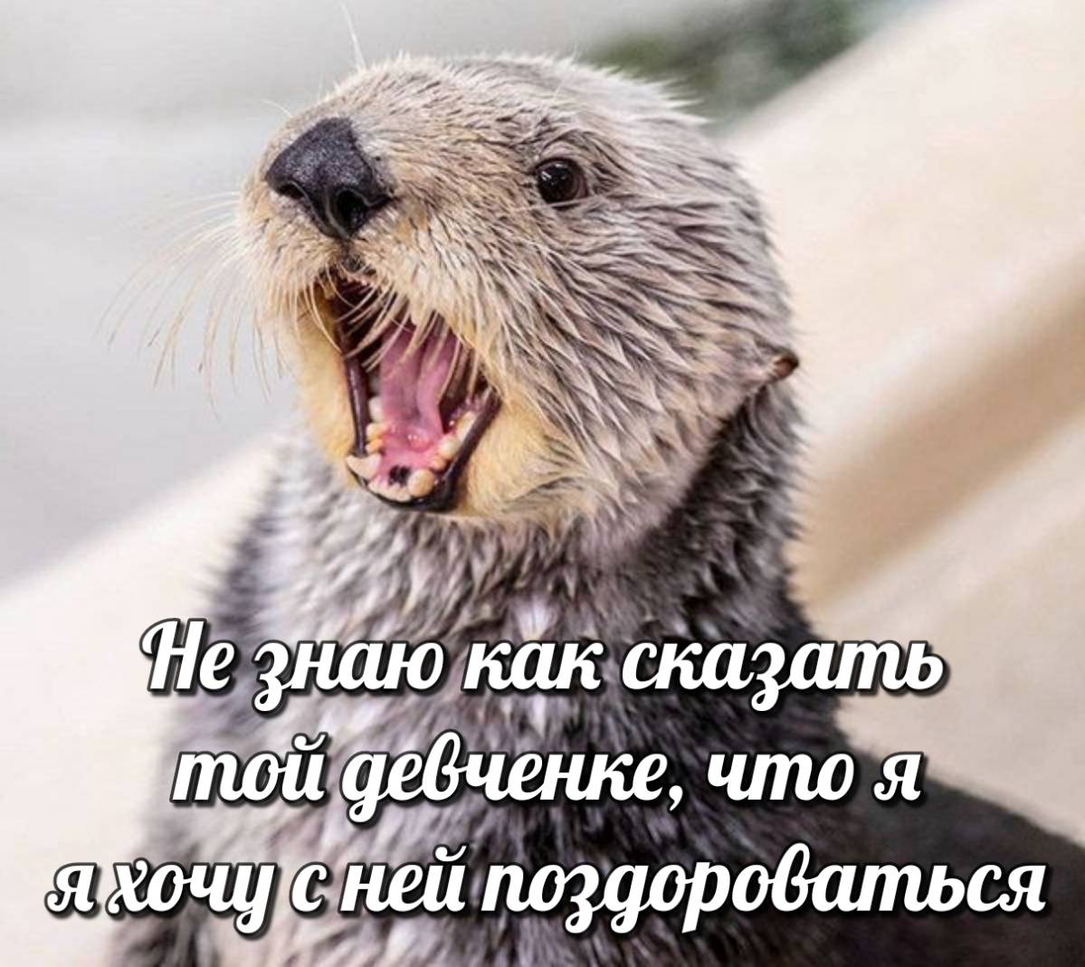 otter memes 023