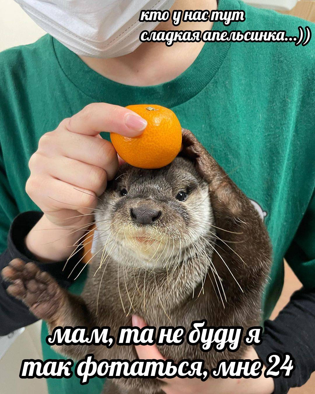 otter memes 028