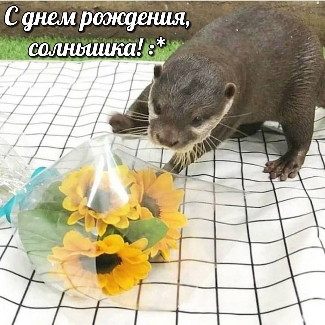 otter memes 030