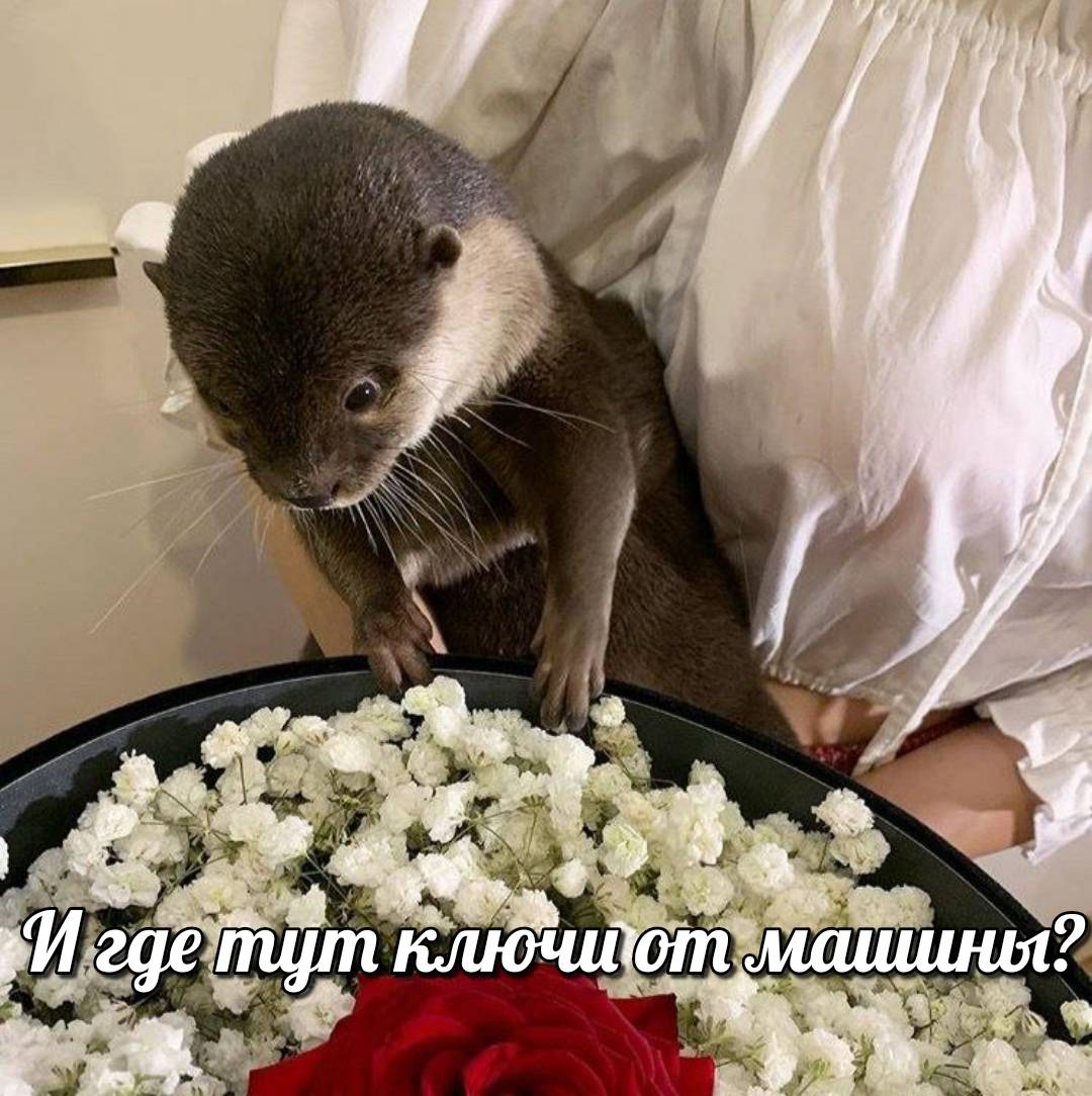 otter memes 034