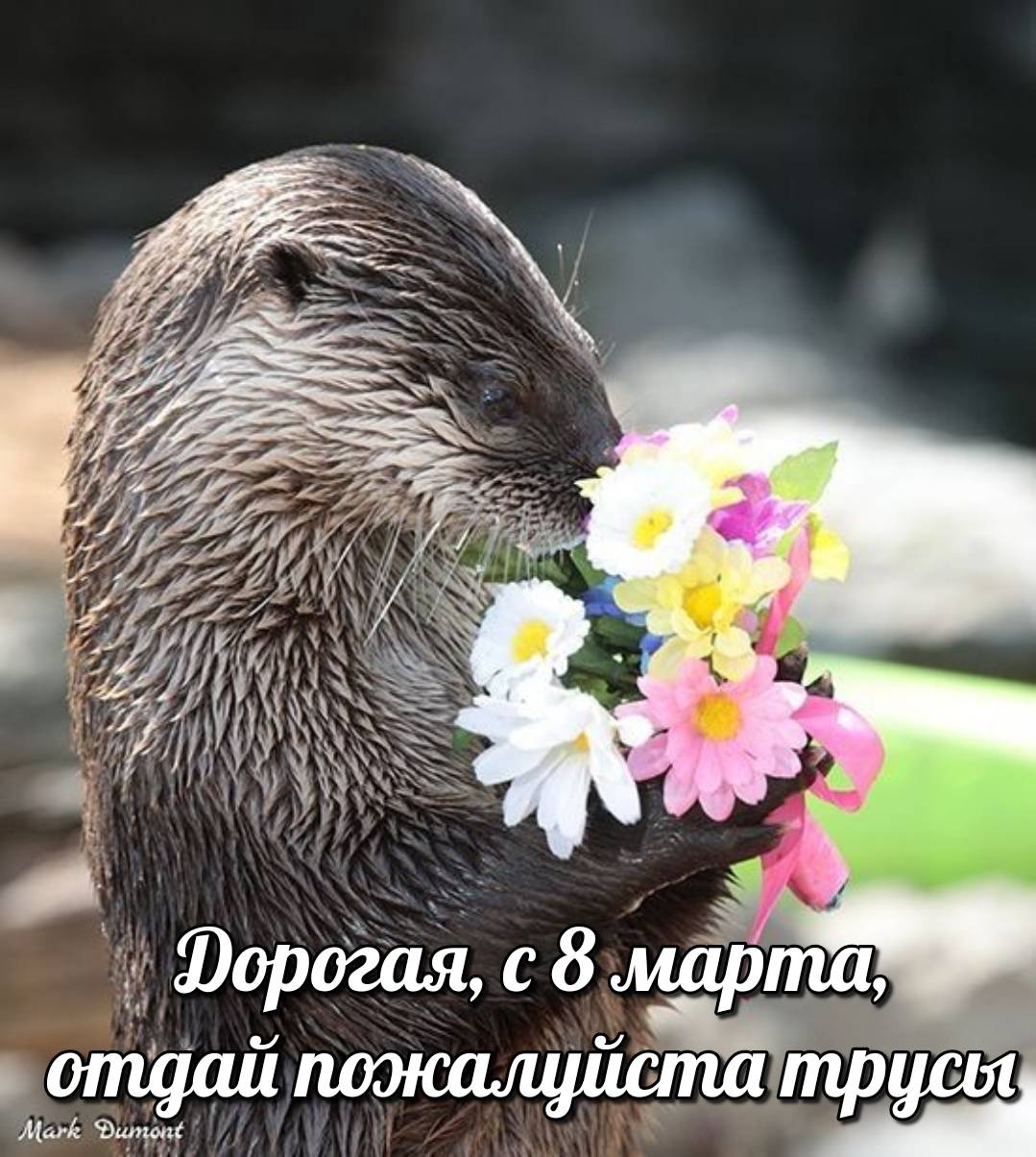 otter memes 035