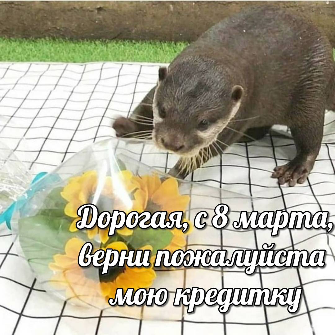 otter memes 036