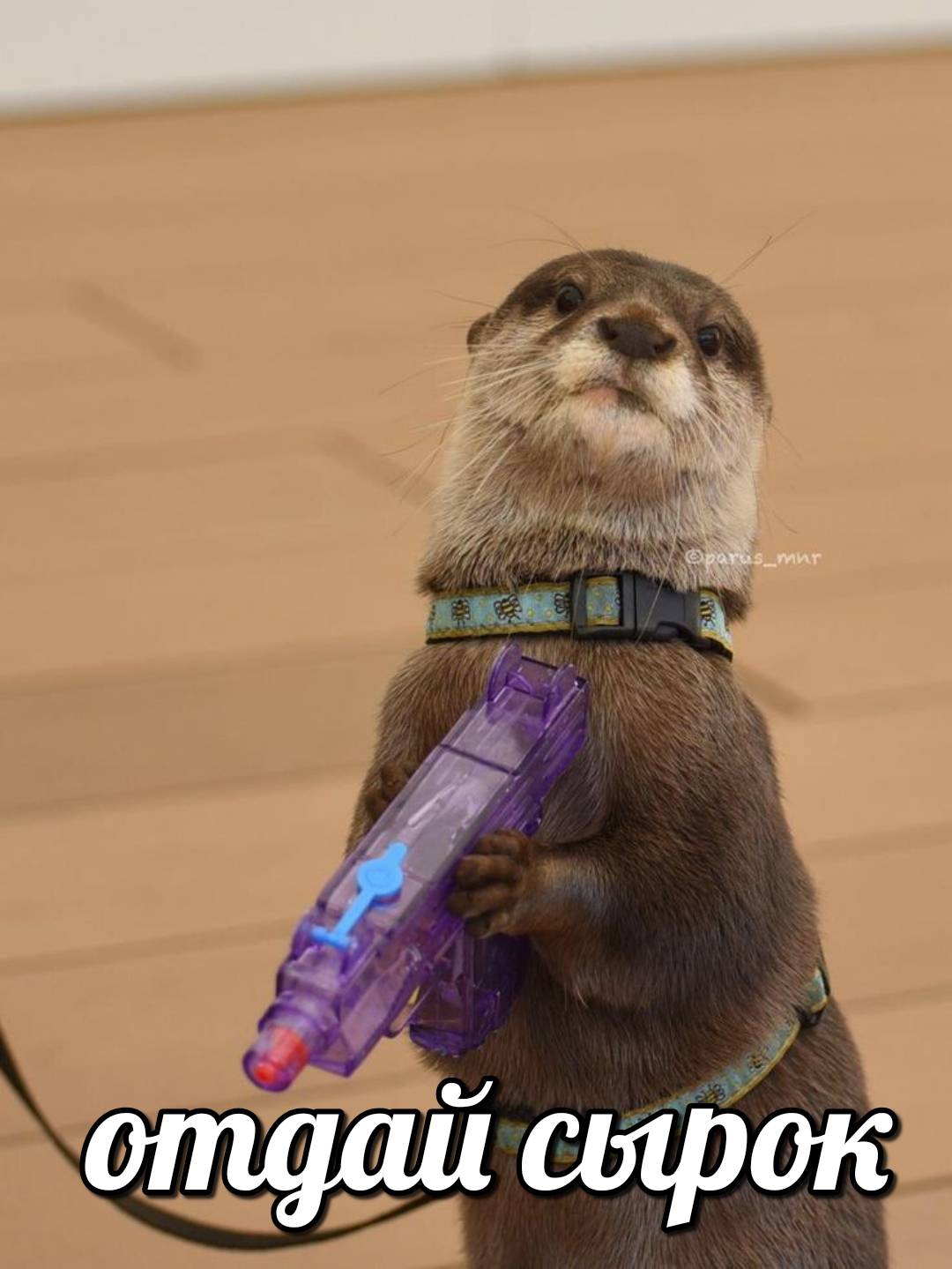 otter memes 038