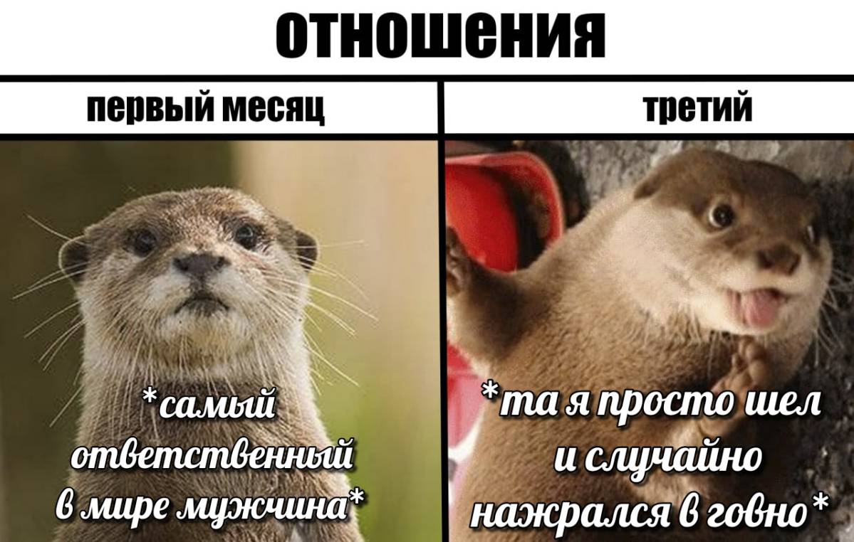 otter memes 039