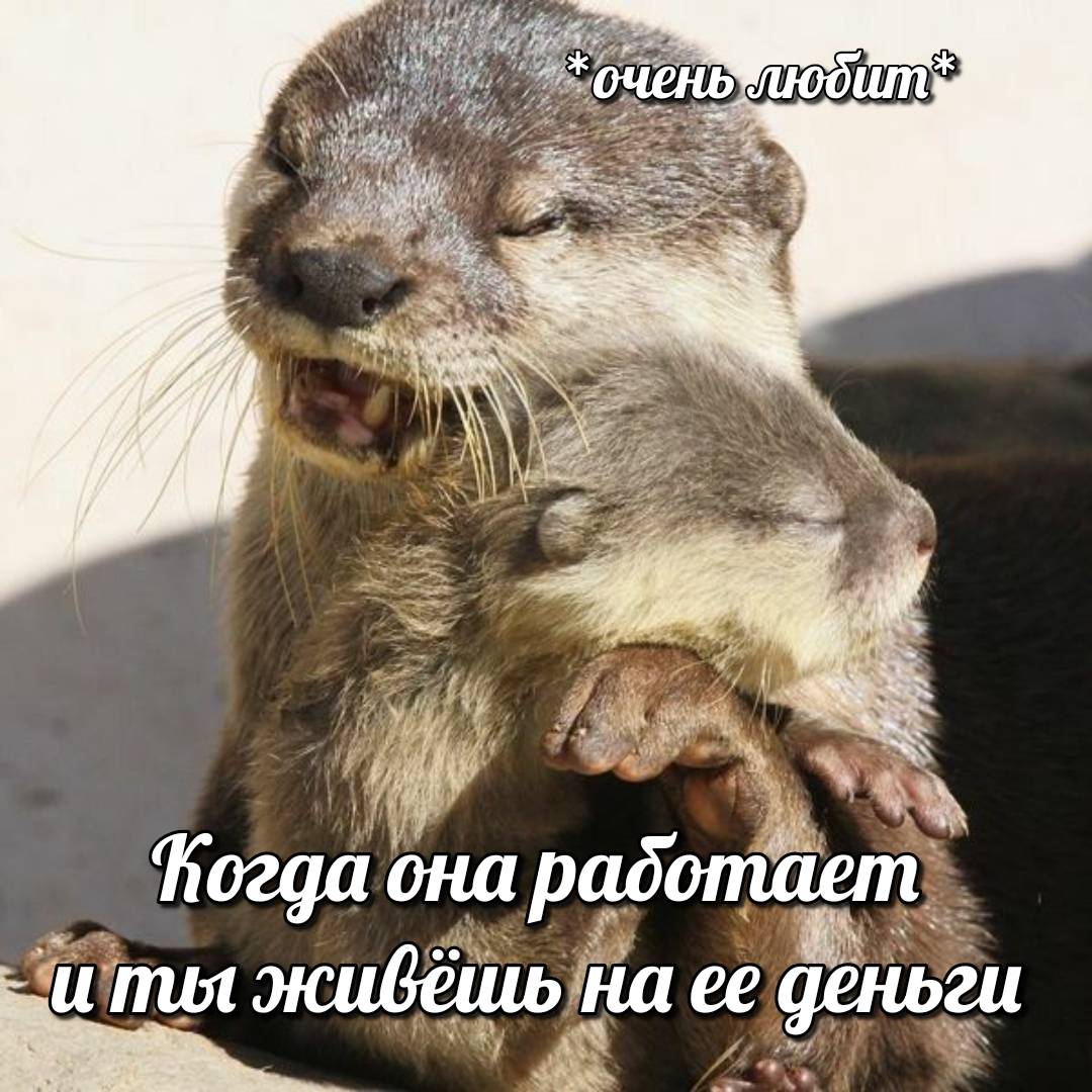 otter memes 040