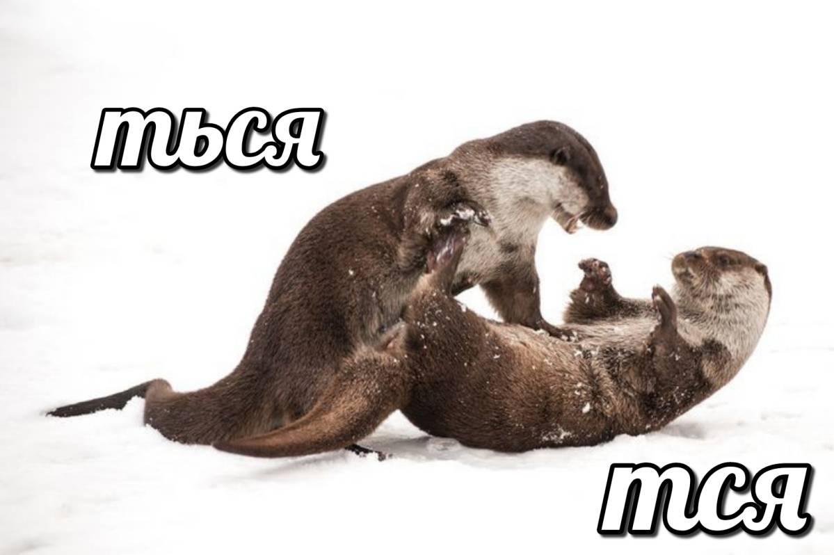 otter memes 041