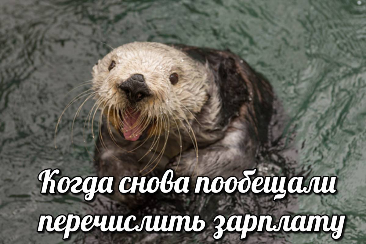 otter memes 042