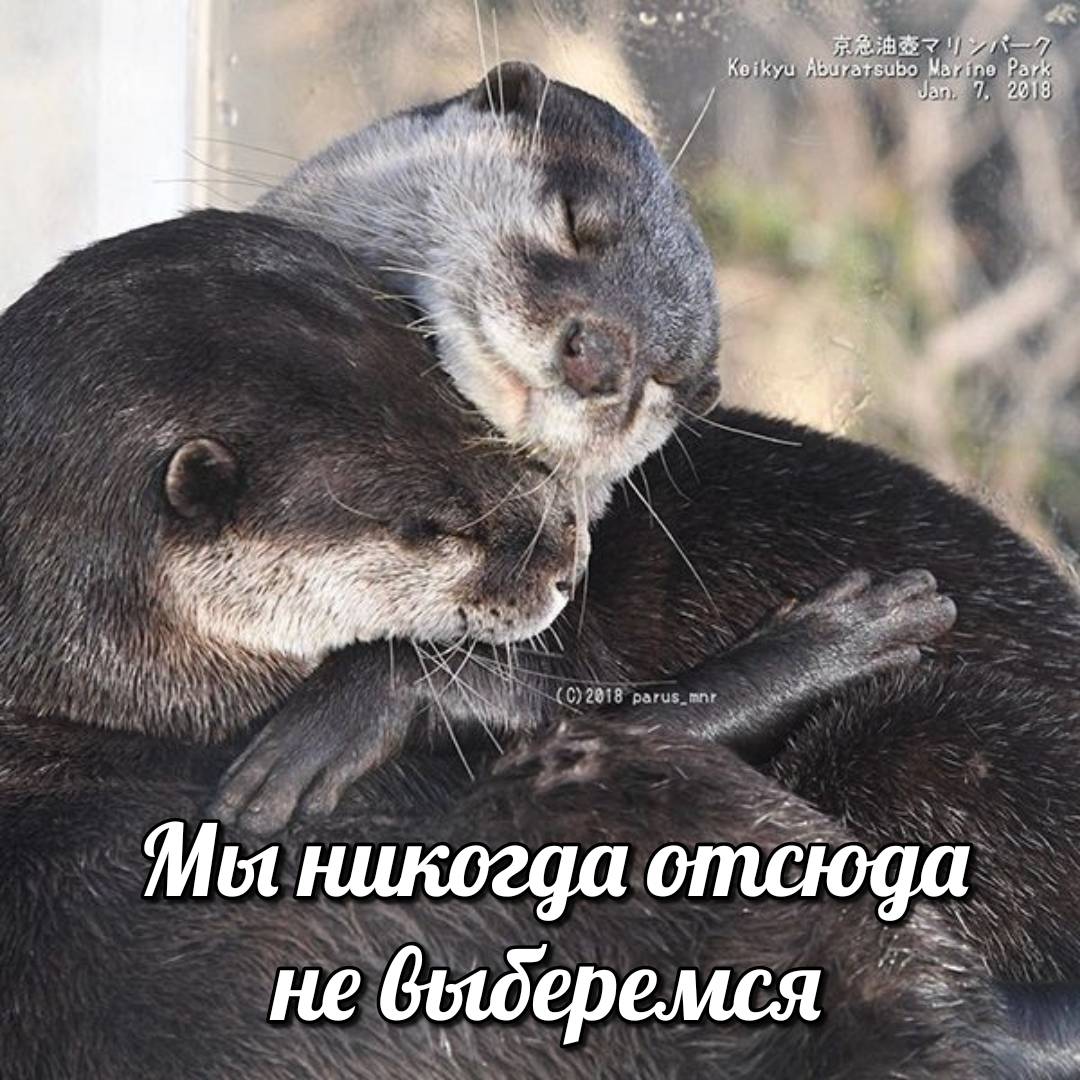 otter memes 043