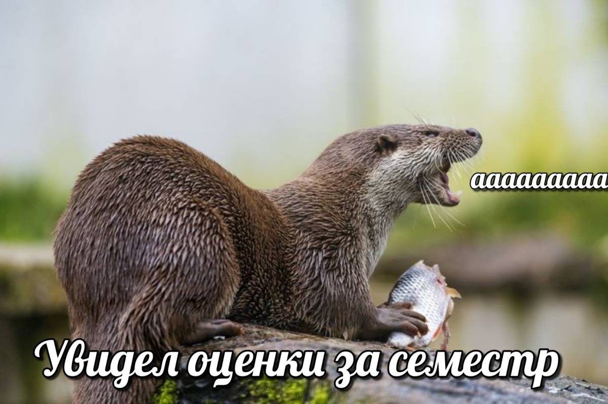 otter memes 044
