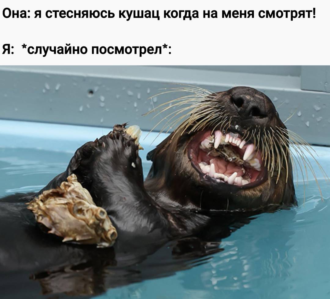 otter memes 045