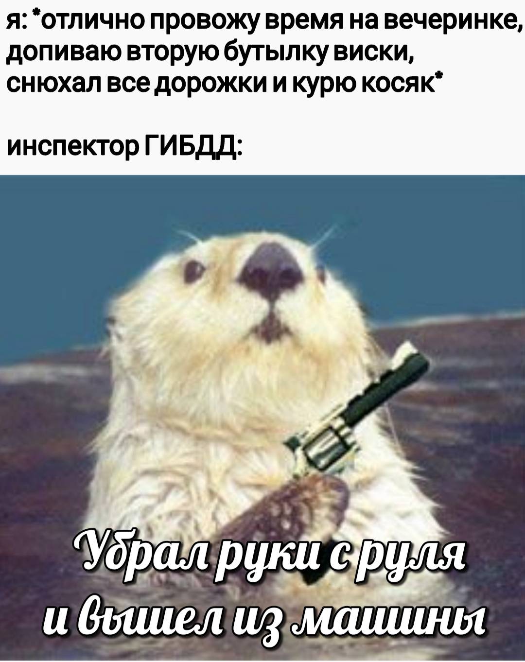 otter memes 046