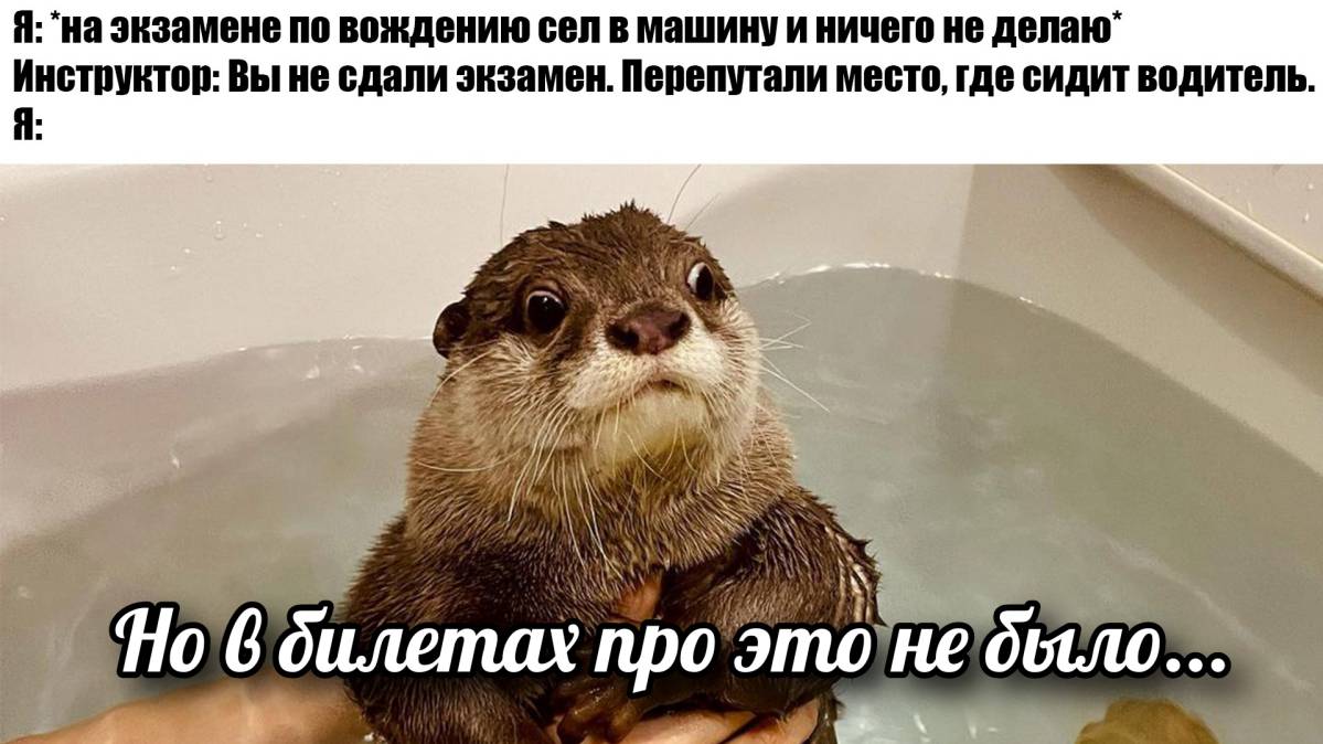 otter memes 048