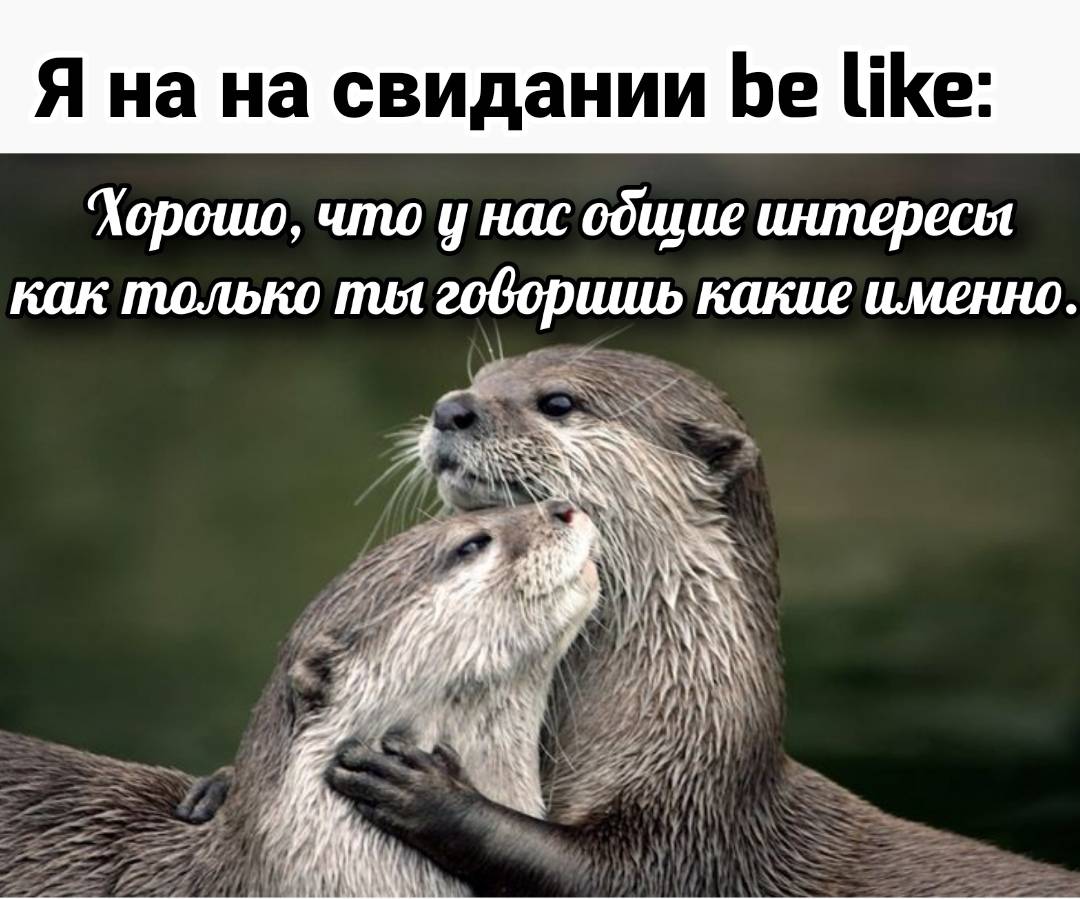 otter memes 050