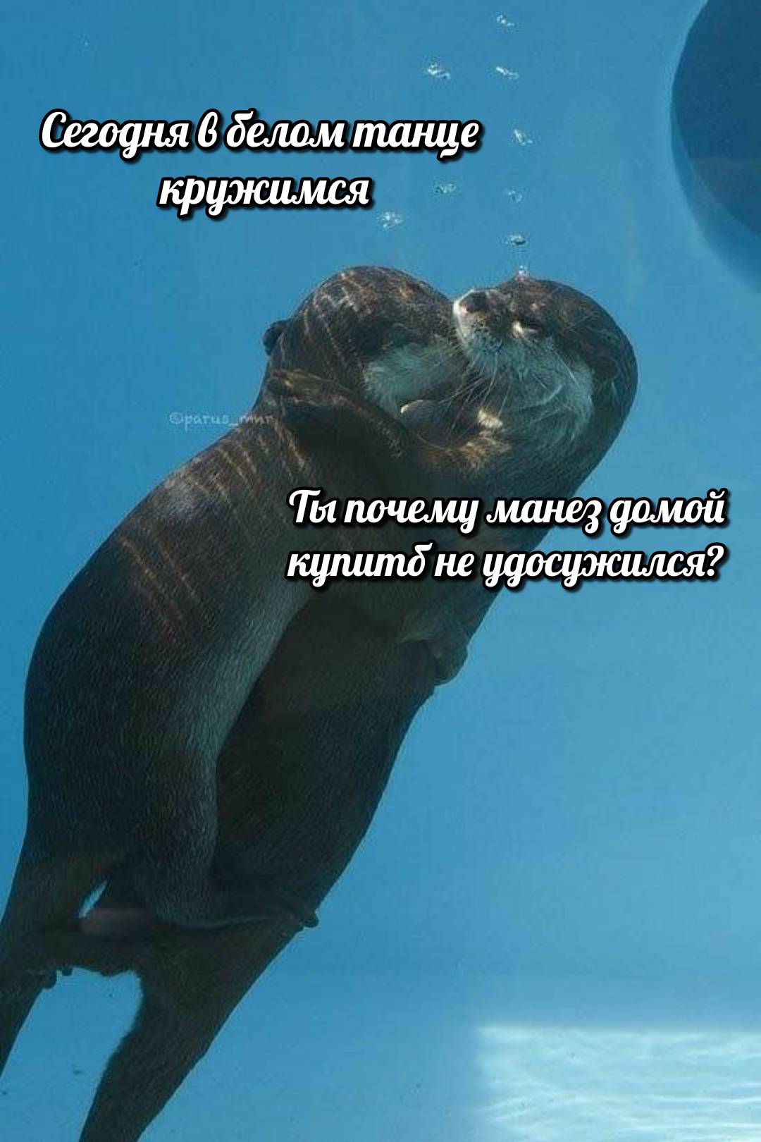 otter memes 054