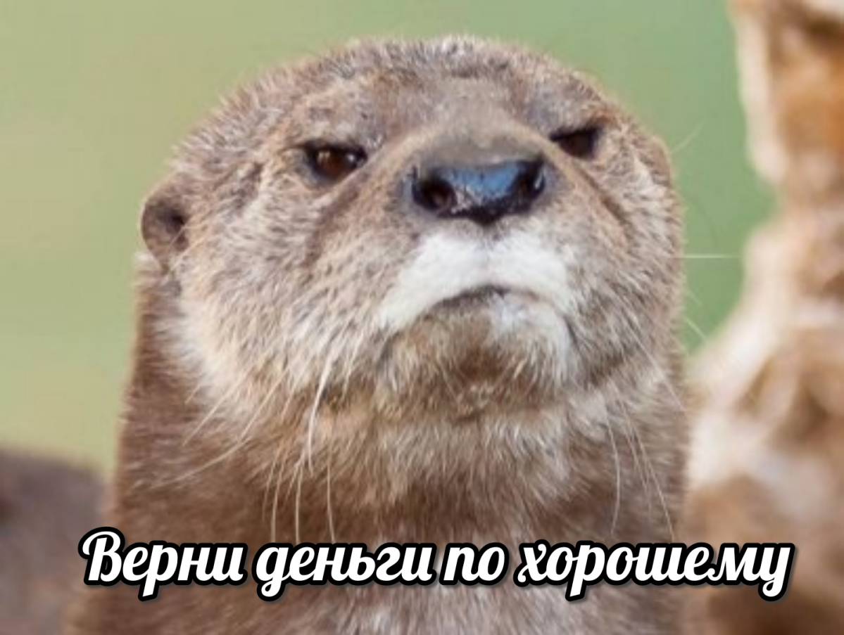 otter memes 059