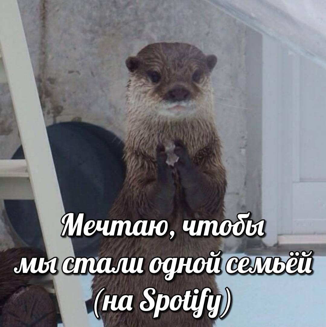 otter memes 066