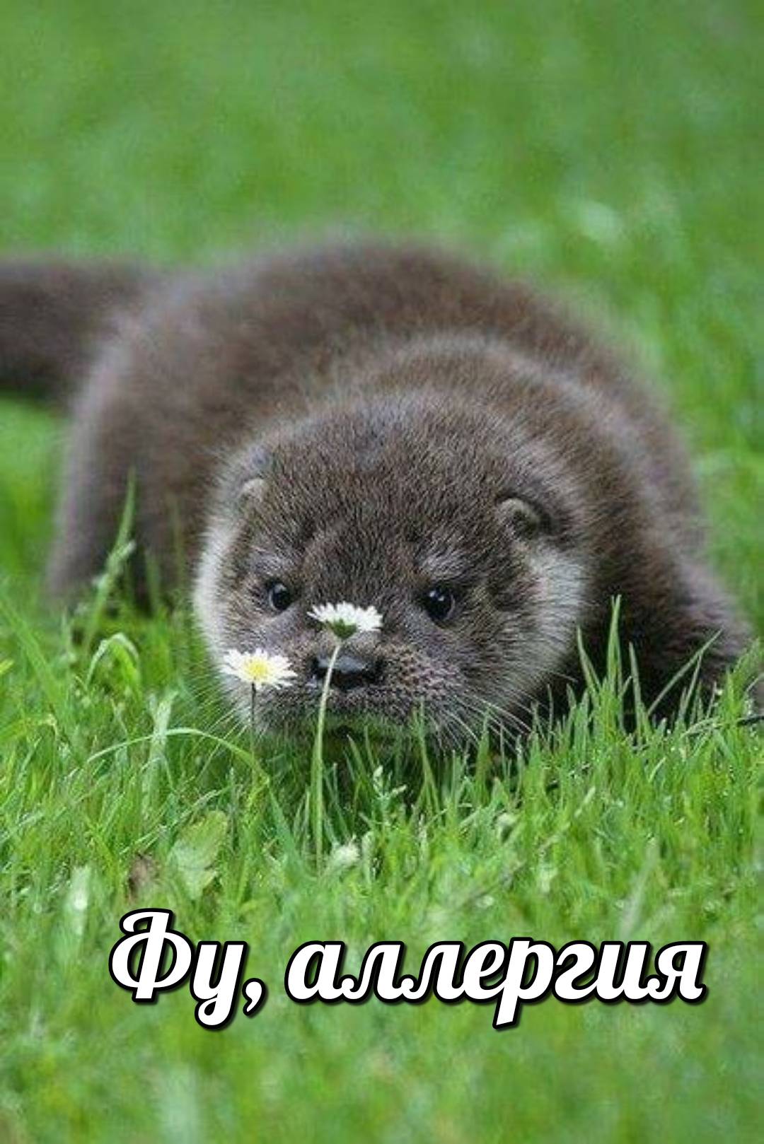 otter memes 068