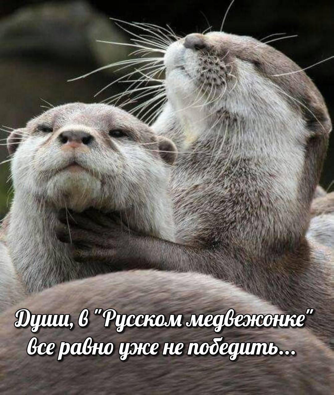 otter memes 070