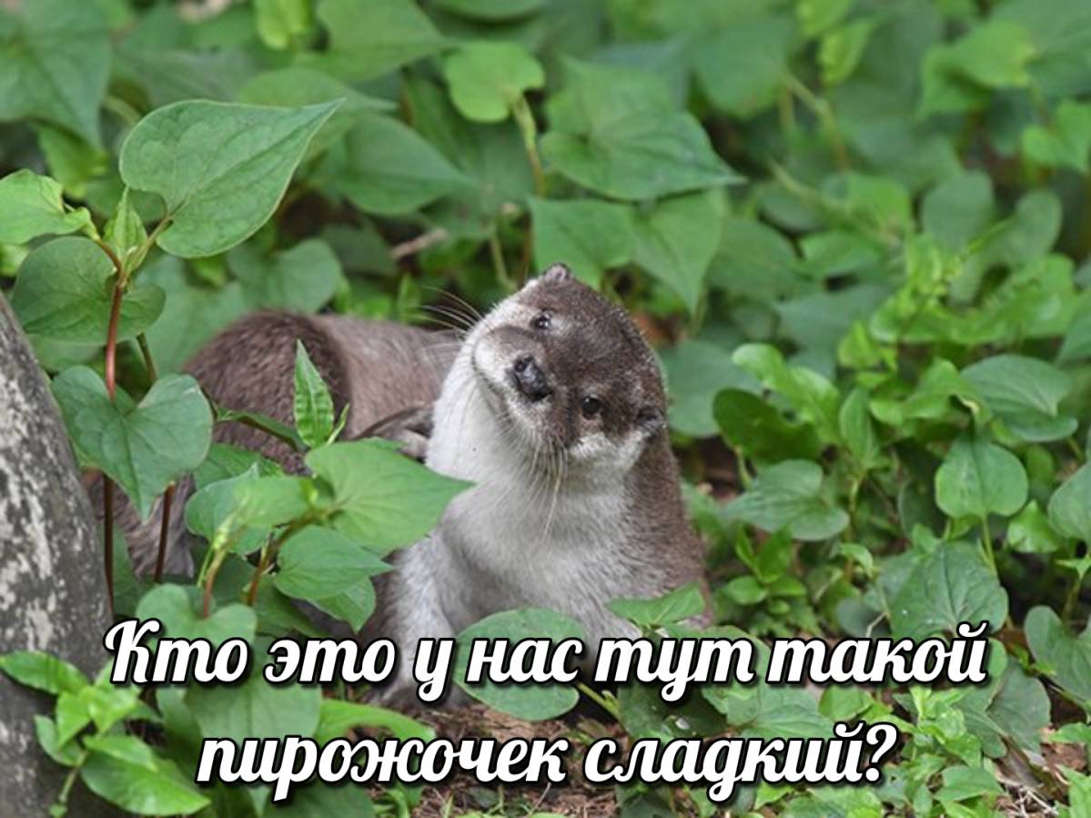 otter memes 072