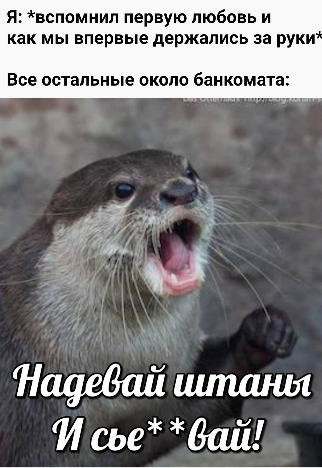 otter memes 074