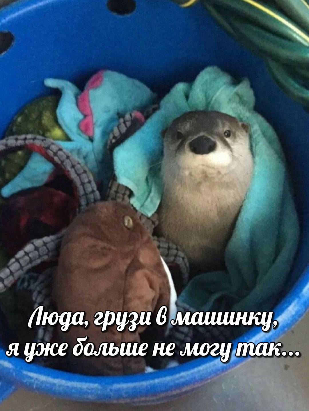 otter memes 076