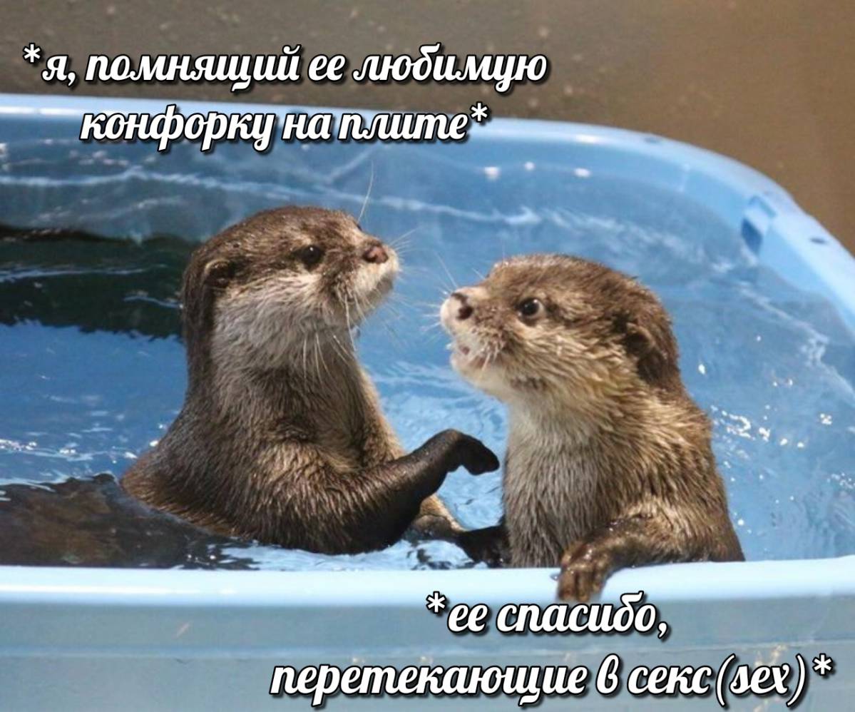 otter memes 077