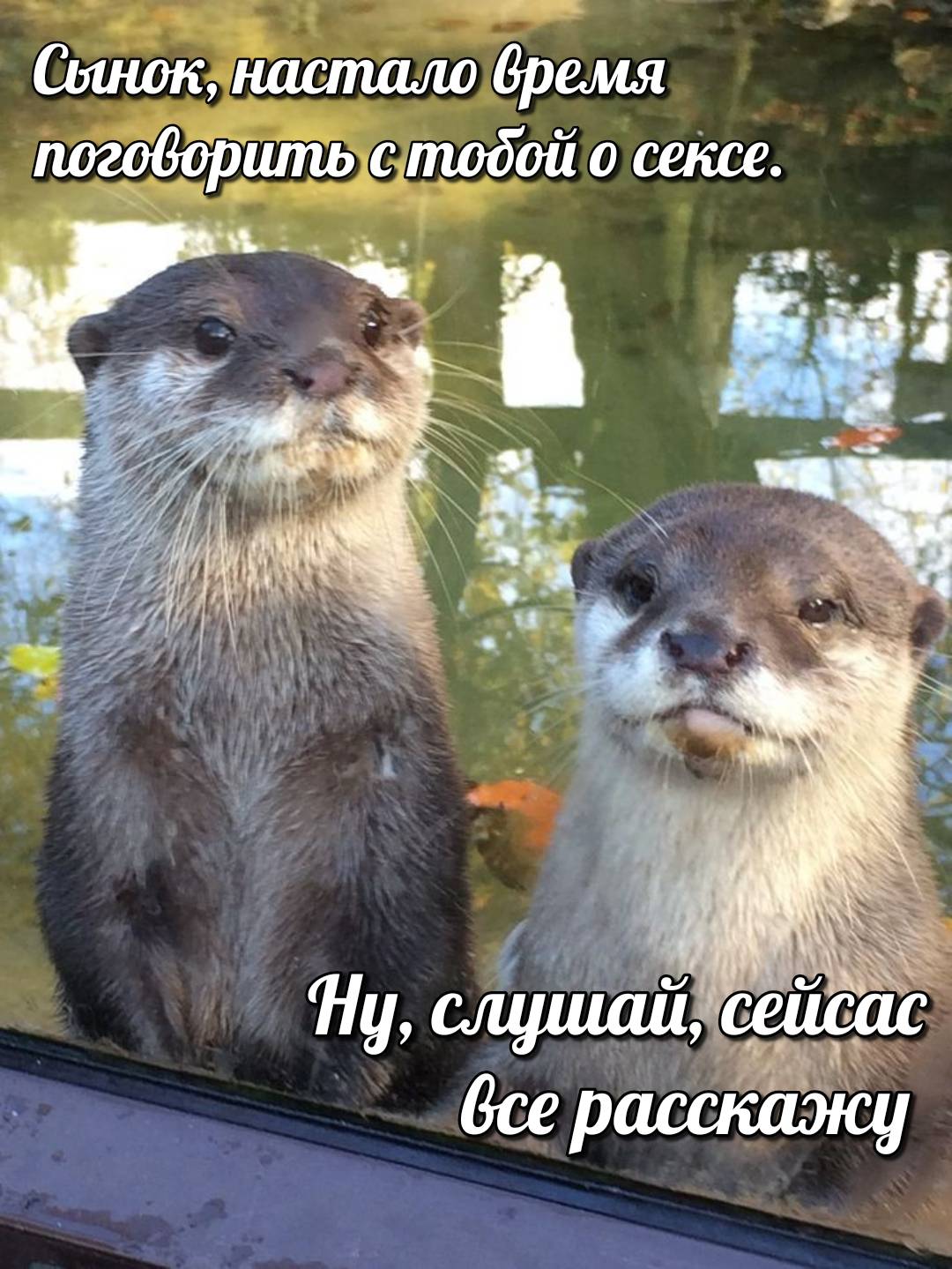 otter memes 080