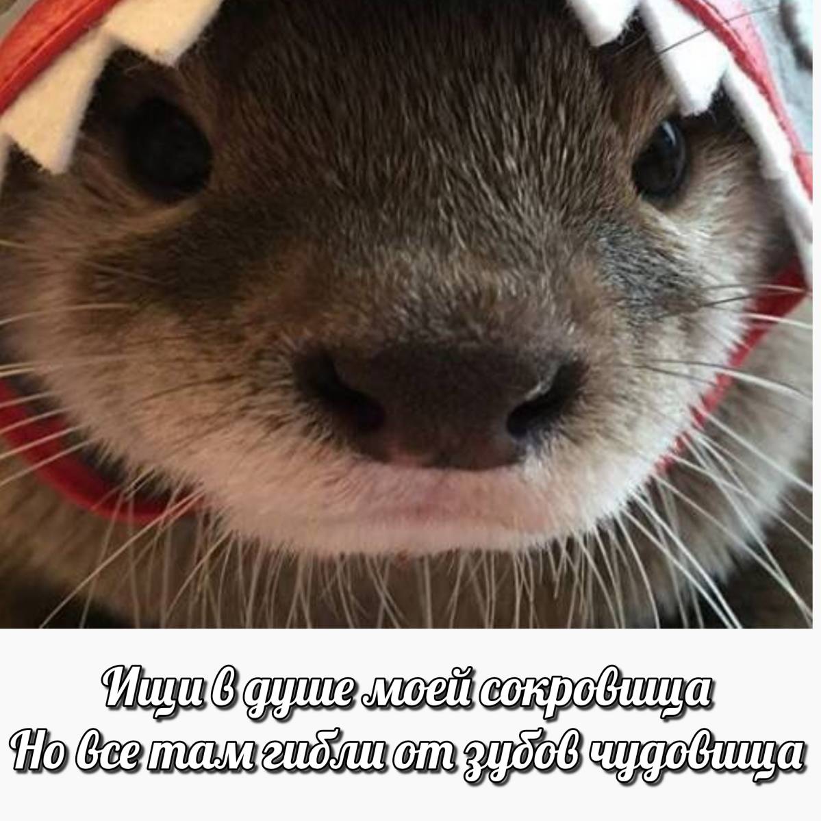 otter memes 081