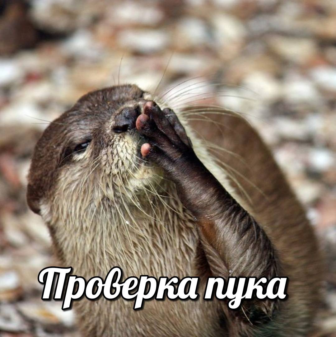 otter memes 082