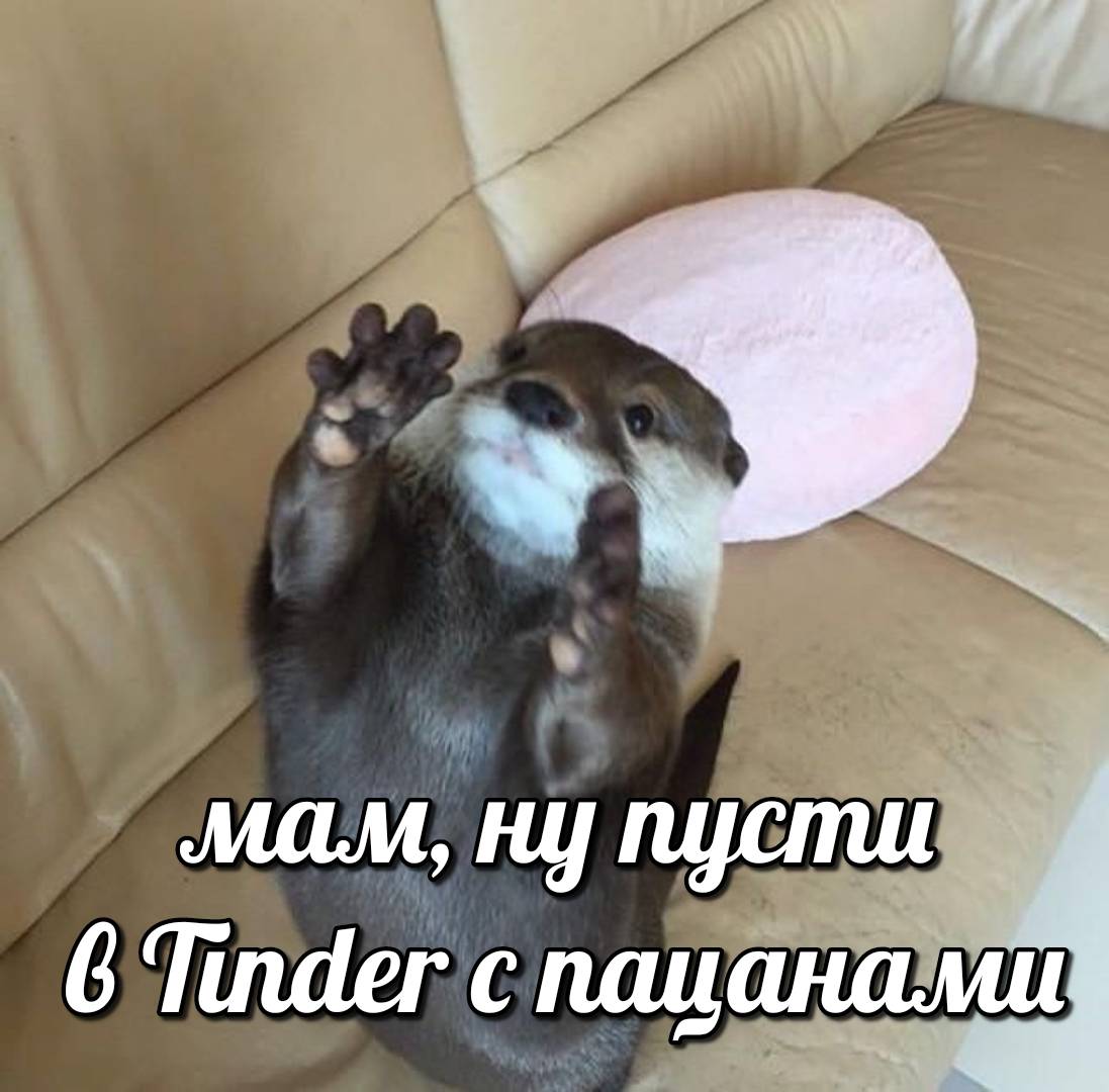otter memes 085