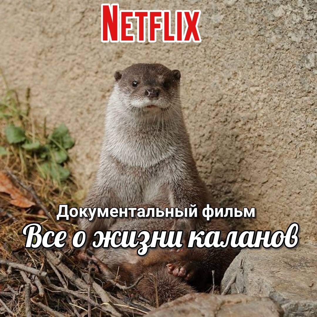otter memes 090