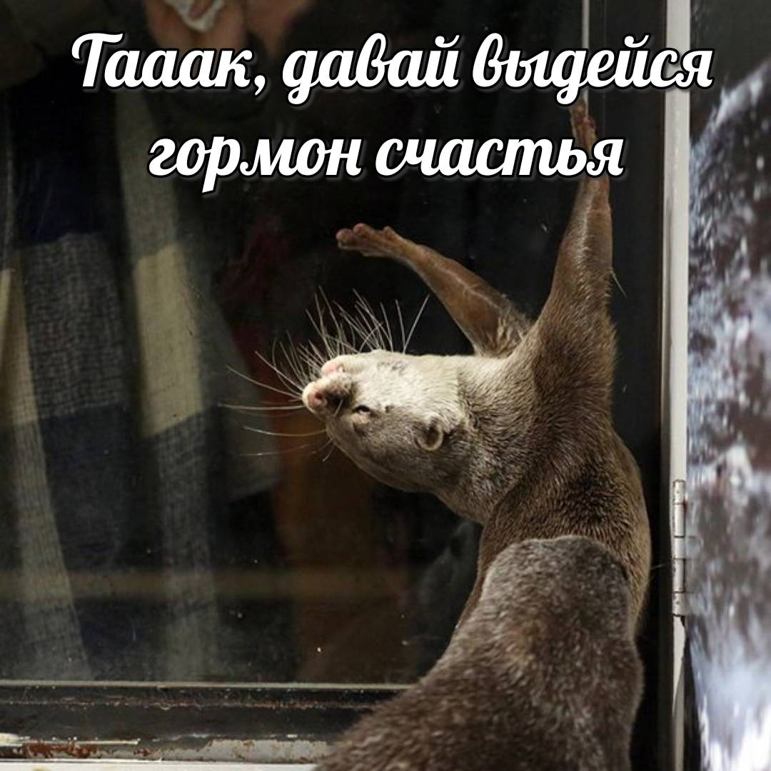 otter memes 093