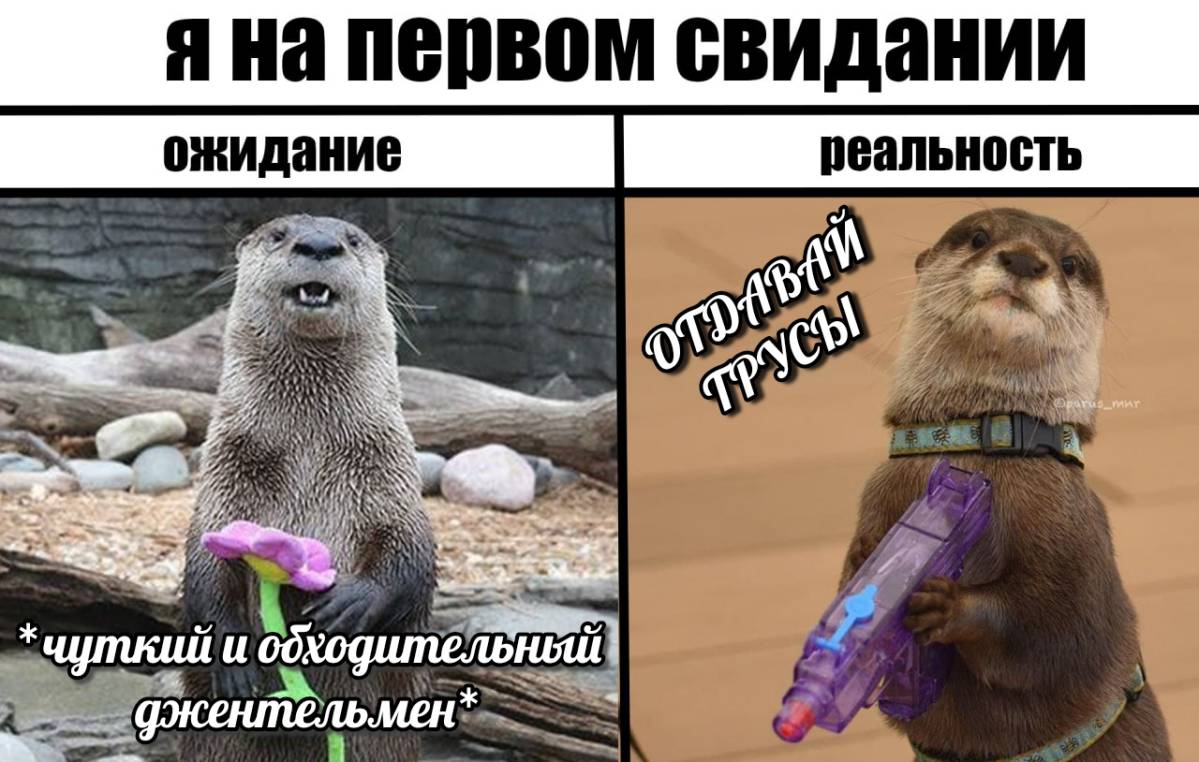 otter memes 095