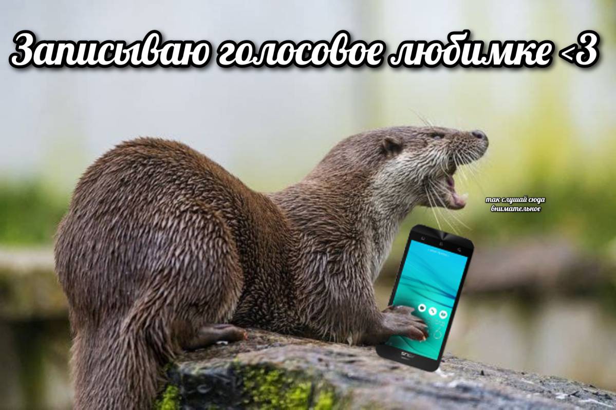 otter memes 100