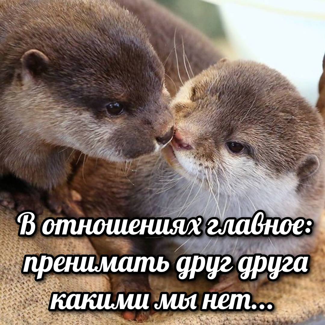 otter memes 103