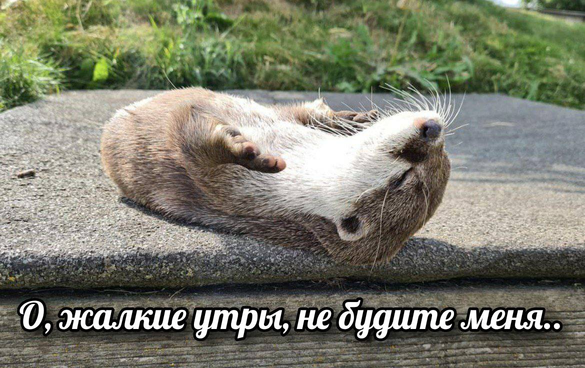 otter memes 106