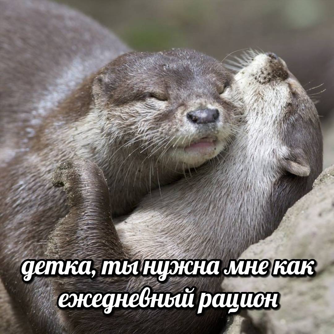 otter memes 108