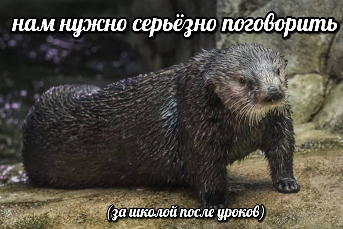 otter memes 110