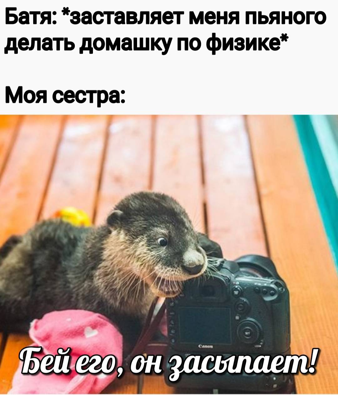 otter memes 114
