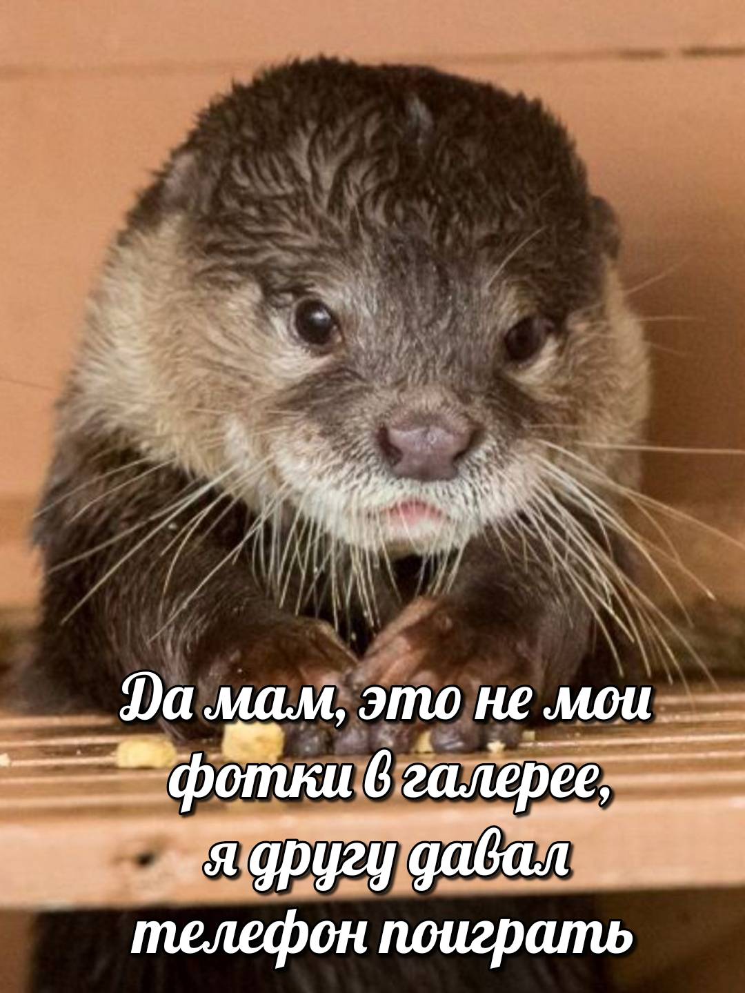 otter memes 116