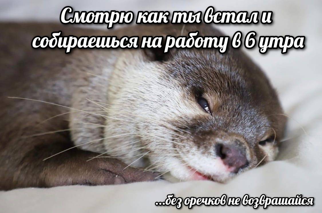 otter memes 119