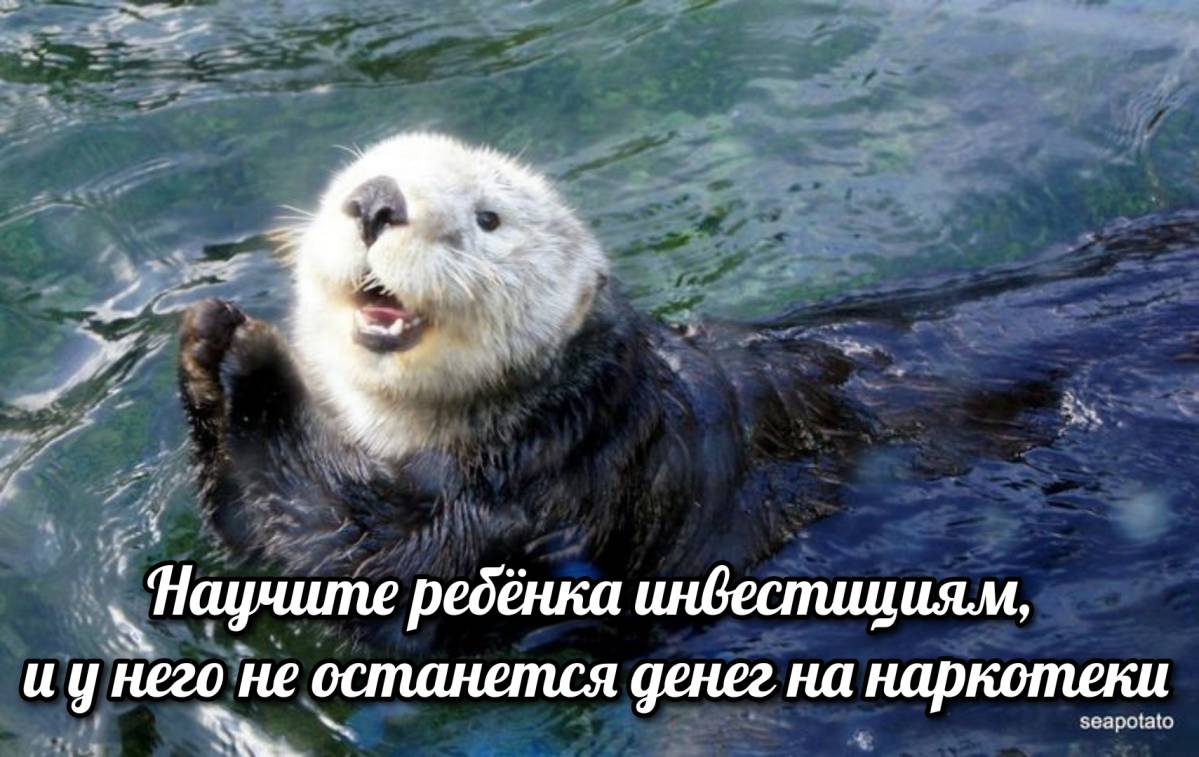 otter memes 124