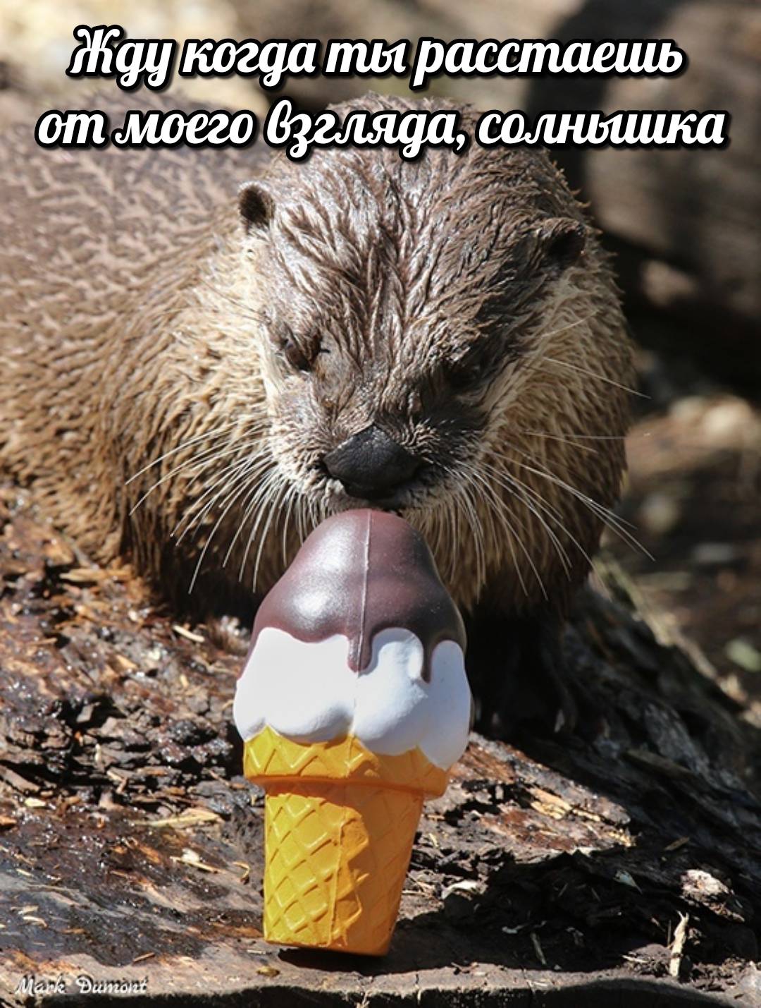 otter memes 126